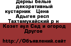 Дерны белые- декоративный кустарник › Цена ­ 200 - Адыгея респ., Тахтамукайский р-н, Козет аул Сад и огород » Другое   